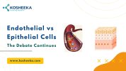 Endothelial-vs-Epithelial-Cells-Kosheeka.jpg