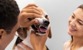 pet dental.jpg